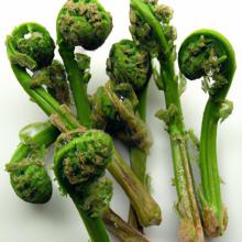 Frozen Fiddleheads: Your Guide to Blanching & Storing Fresh