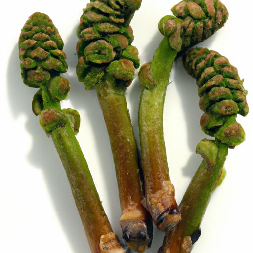 Frozen Fiddleheads: Your Guide to Blanching & Storing Fresh