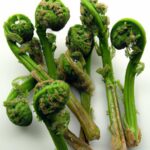 Frozen Fiddleheads: Your Guide to Blanching & Storing Fresh